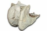 Fossil Oreodont (Merycoidodon) Mandible - South Dakota #355494-4